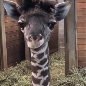 Meet your Posher, Donna